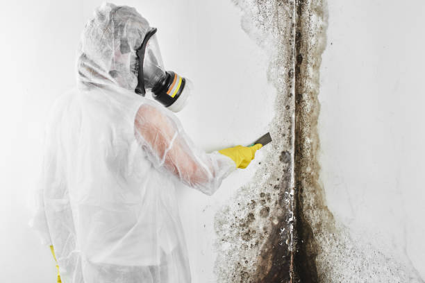 Office Mold Removal Services in Eagle, ID