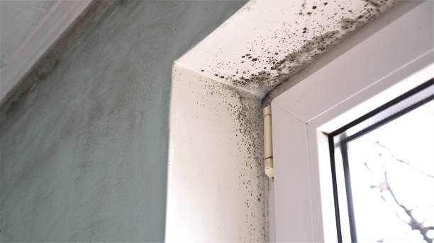 Best Office Mold Removal Services  in Eagle, ID