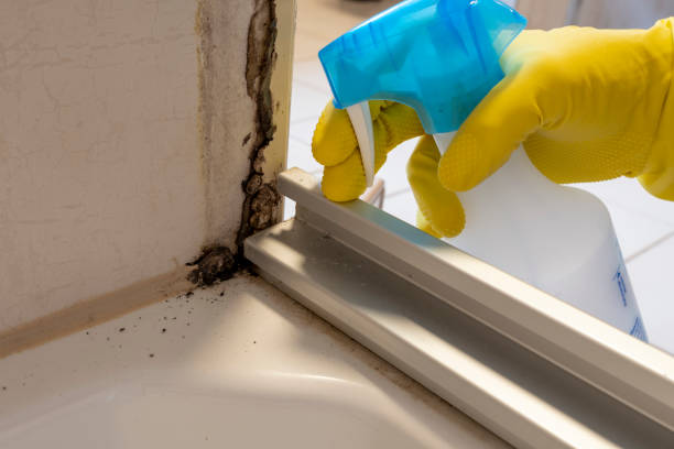 Best Mold Cleaning Services  in Eagle, ID